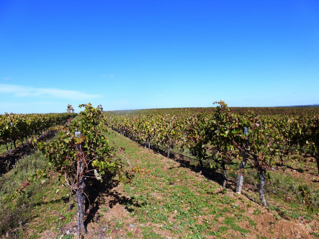 Herdade